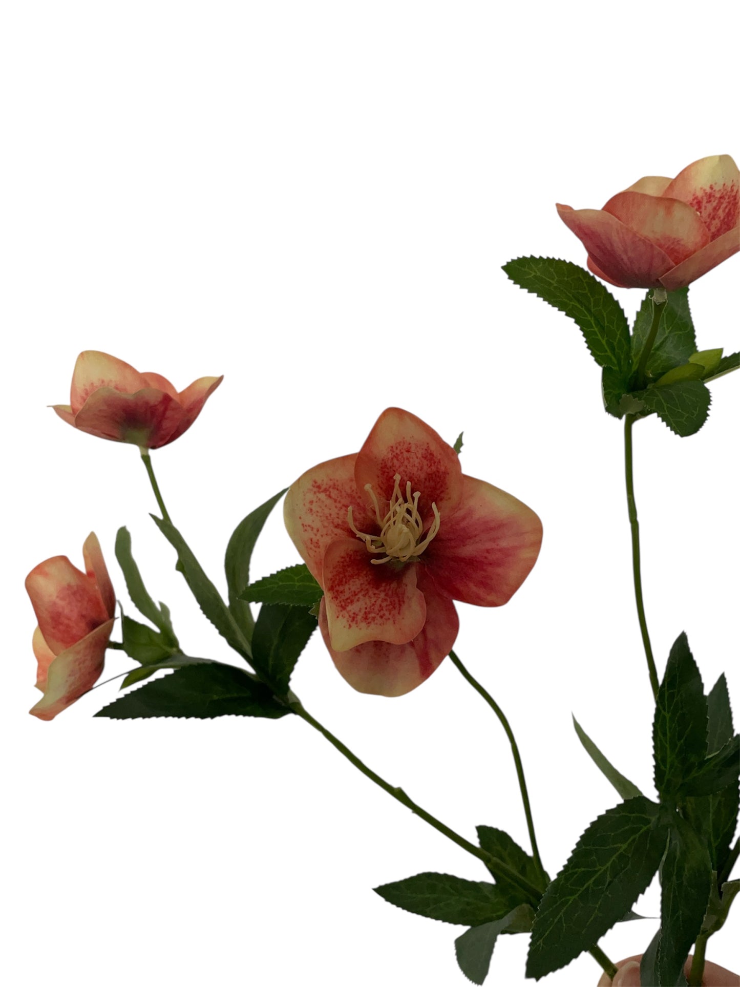 Zijden bloem helleborus oranje.