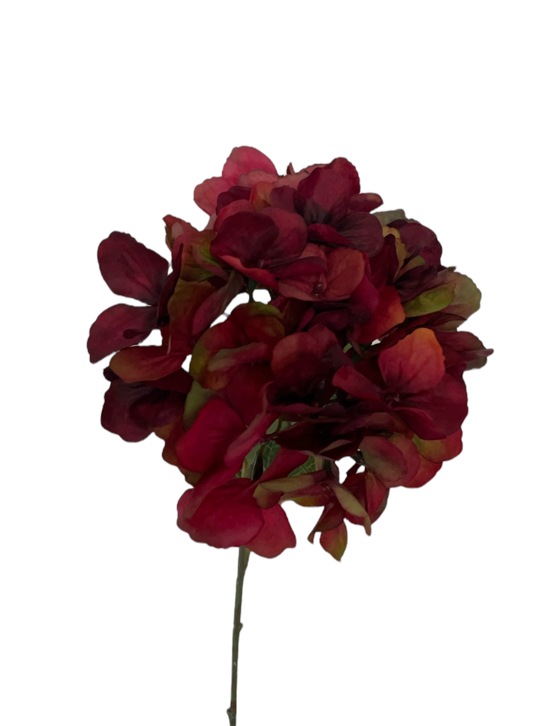 Mooie rode zijden hortensia