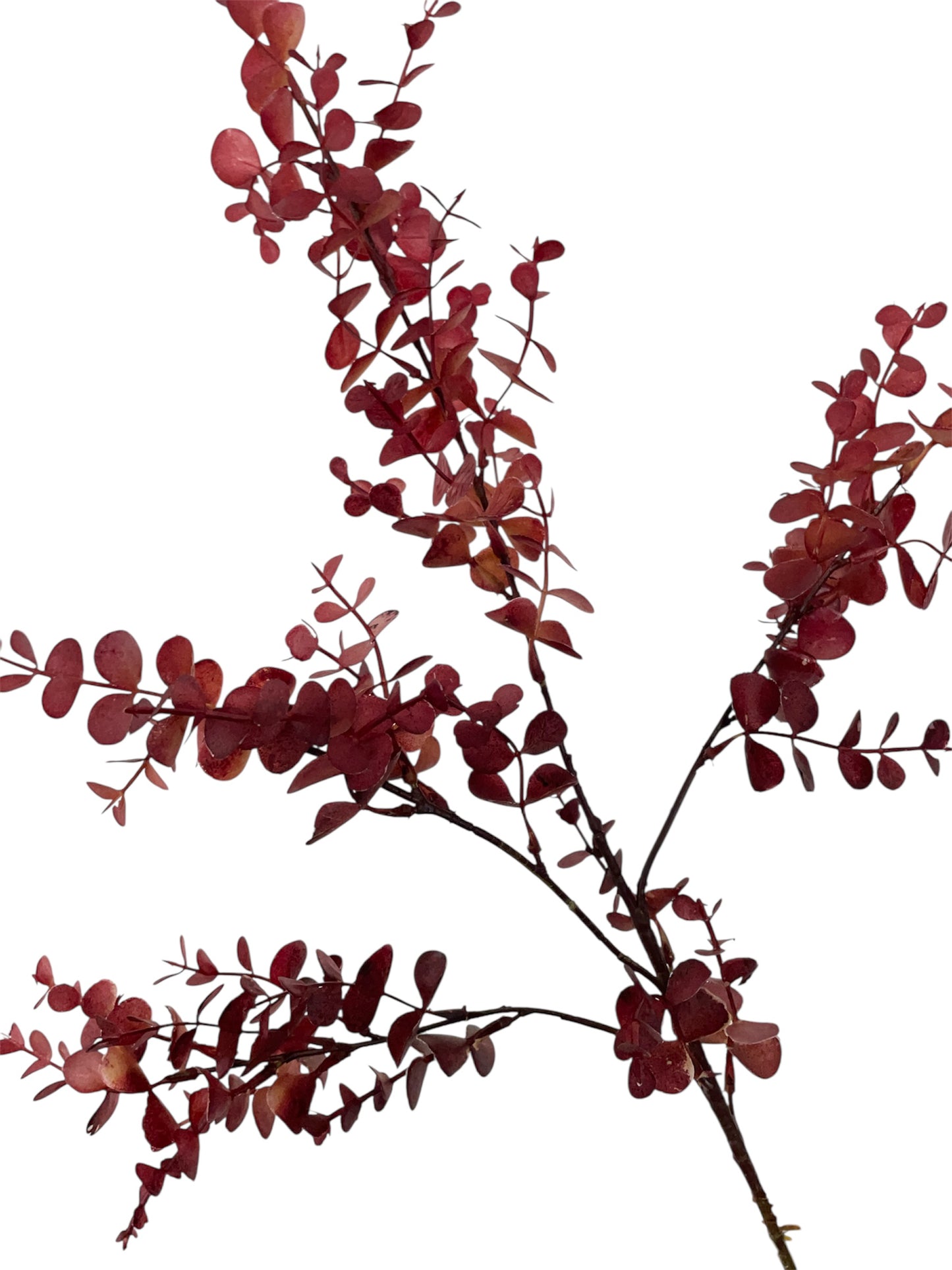 Zijden eucalyptus blad in het rood