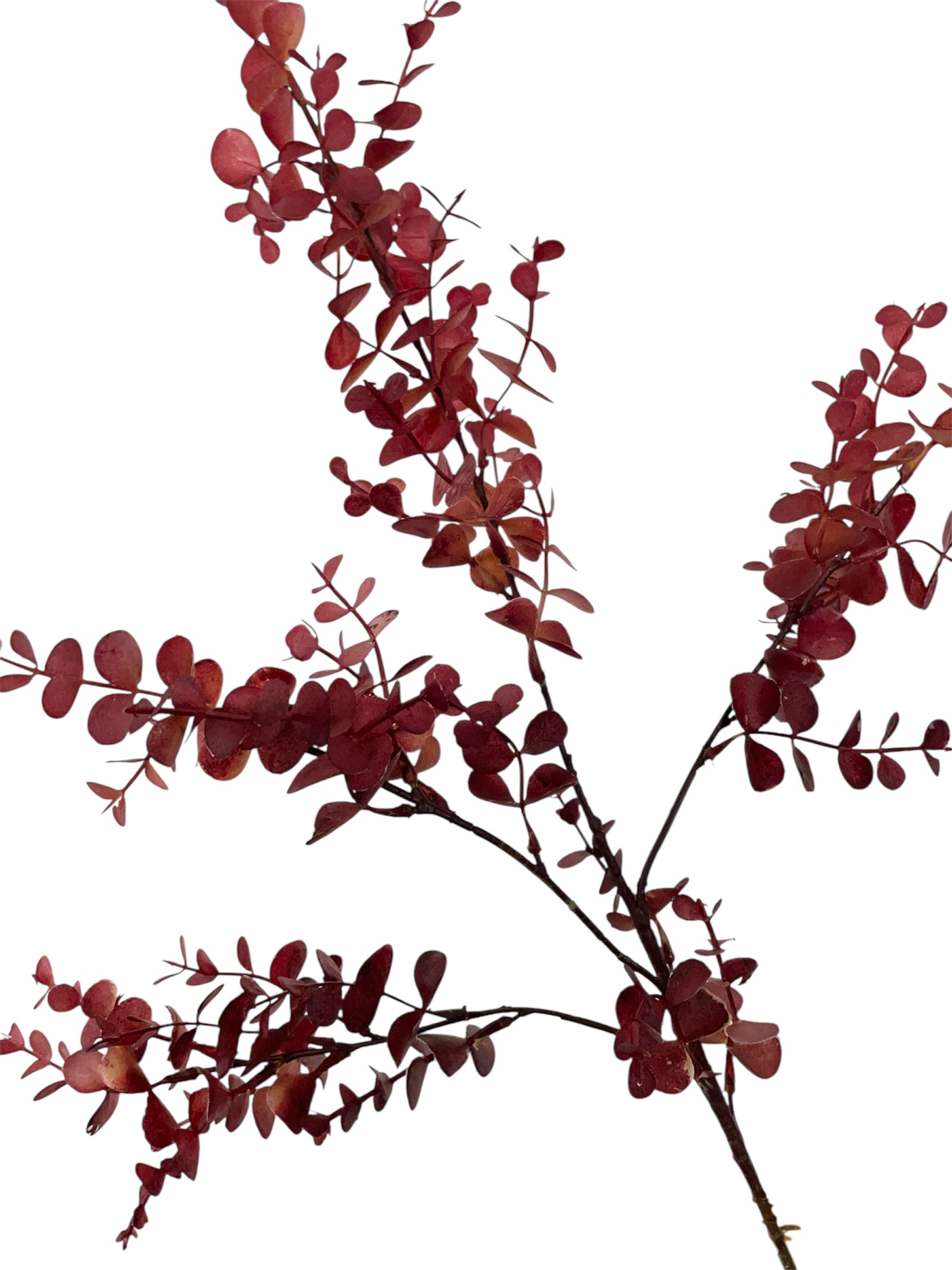 Zijden eucalyptus blad in het rood
